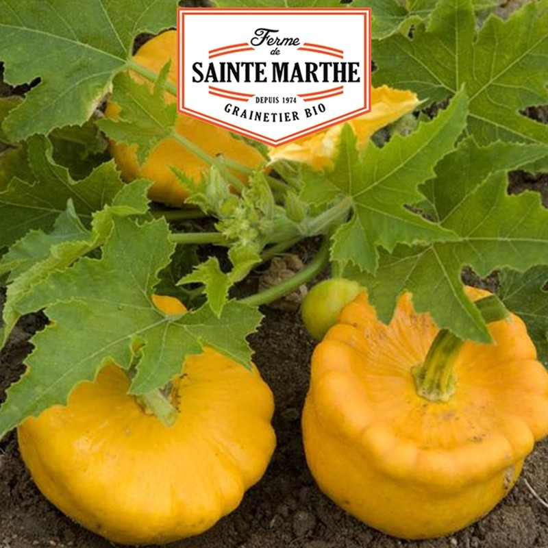  <x>La ferme Sainte Marthe</x> - 15 Samen Kürbis Patisson Orange