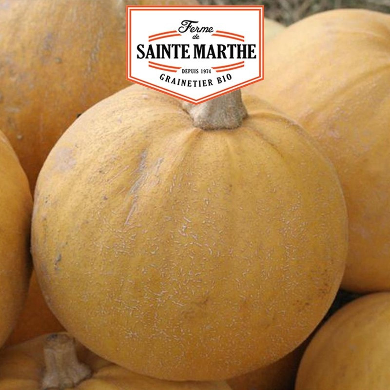  <x>La ferme Sainte Marthe</x> - 15 Samen Kürbis Goldener Apfel