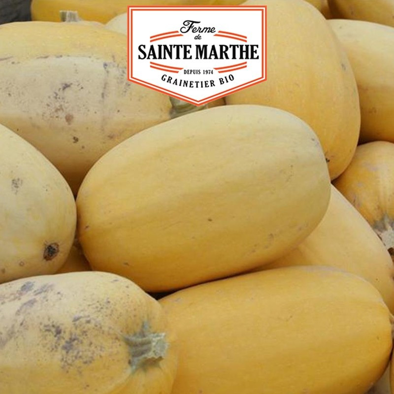  <x>La ferme Sainte Marthe</x> - 15 zaden Groente Spaghetti Squash