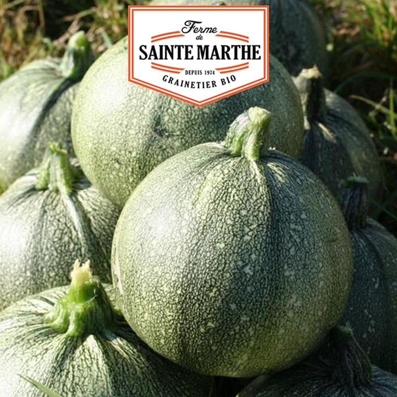  <x>La ferme Sainte Marthe</x> - 15 Samen Nizza-Zucchini mit runder Frucht