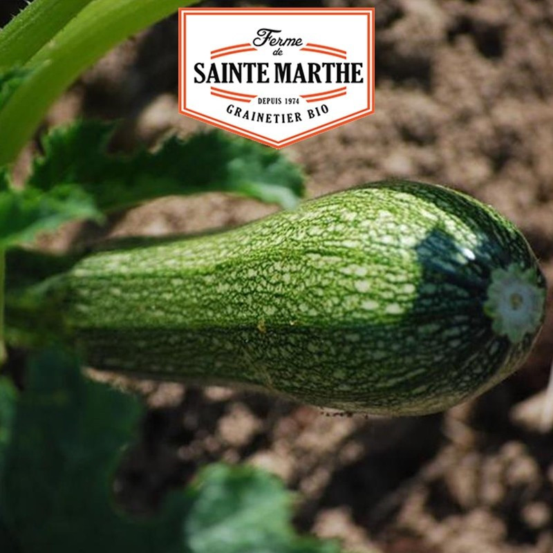 La ferme Sainte Marthe - 15 sementes Courgette Greyzini ou Grisette de Provence