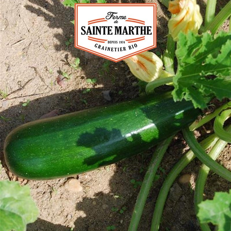  <x>La ferme Sainte Marthe</x> - 15 seeds Green non runny Courgette from Les Maraîchers