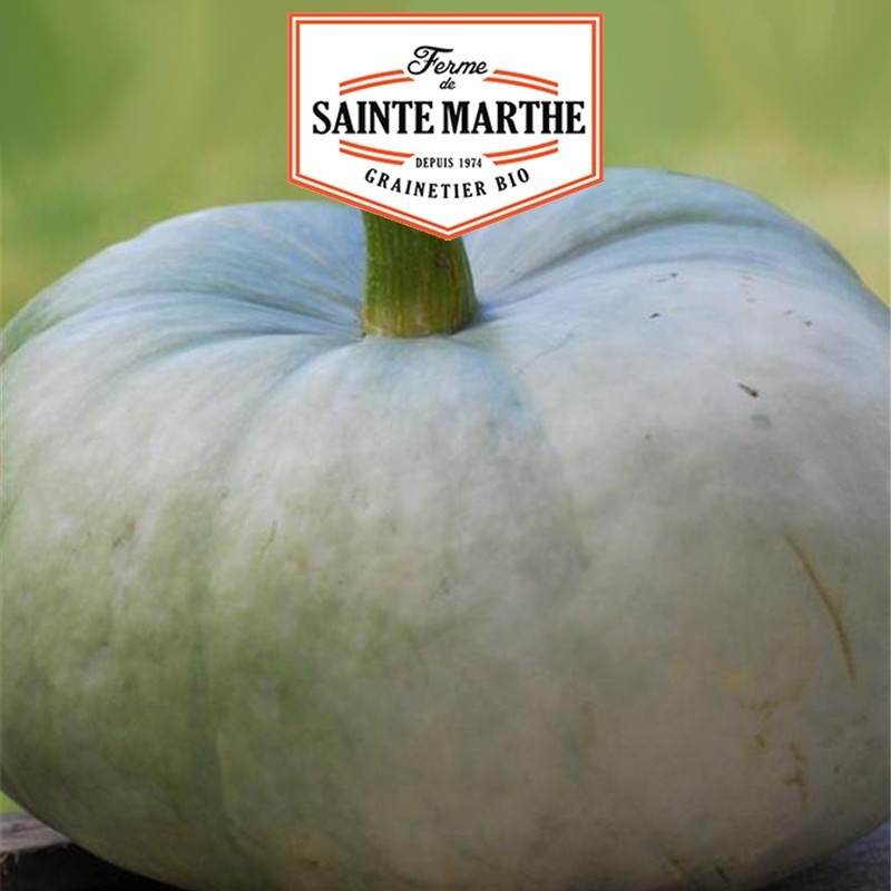  <x>La ferme Sainte Marthe</x> - 15 Samen Blauer Kürbis aus Ungarn