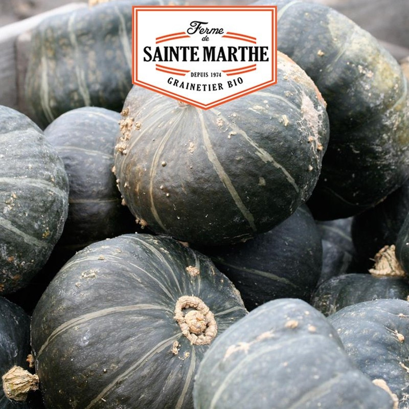  <x>La ferme Sainte Marthe</x> - 15 seeds Hokkaido Sweet Green Pumpkin