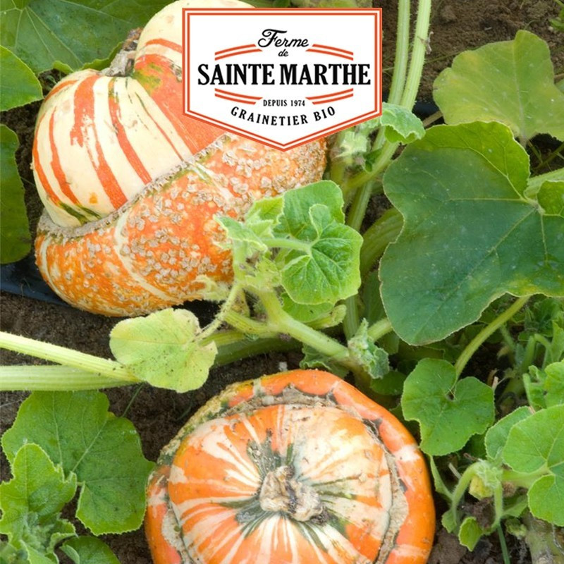  <x>La ferme Sainte Marthe</x> - 15 seeds Pumpkin Giraumon Turban