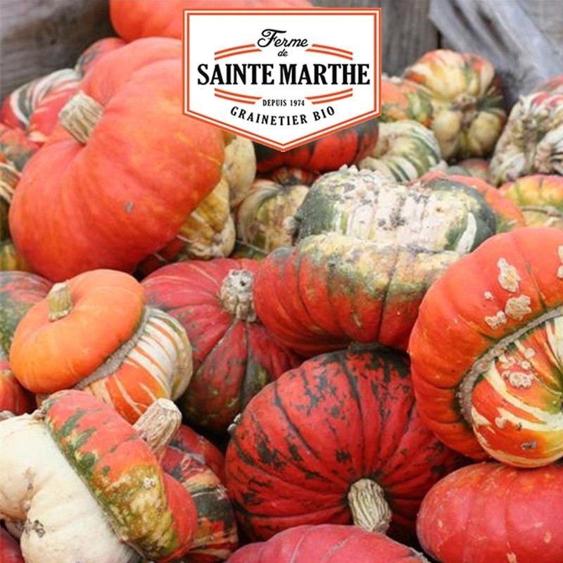  <x>La ferme Sainte Marthe</x> - 15 seeds Pumpkin Small Turkish Cap