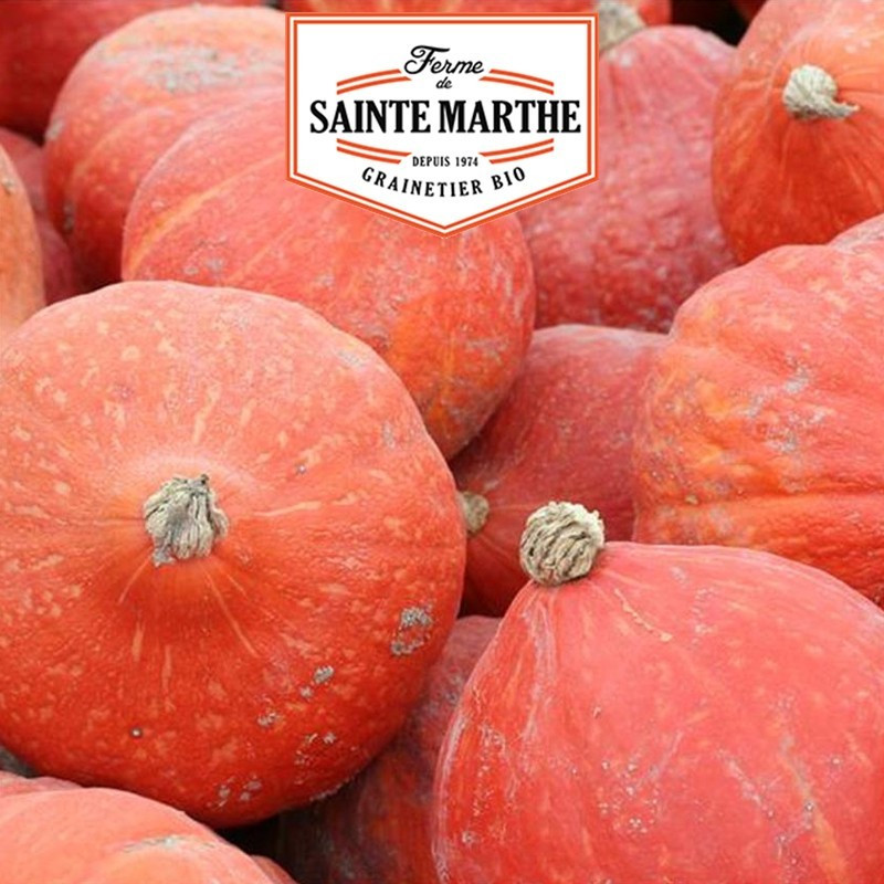  <x>La ferme Sainte Marthe</x> - 15 seeds Pumpkin Pumpkin