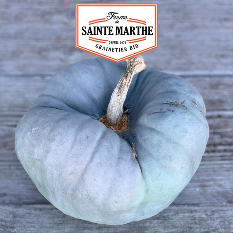  <x>La ferme Sainte Marthe</x> - 15 seeds Pumpkin Tristar or Triamble