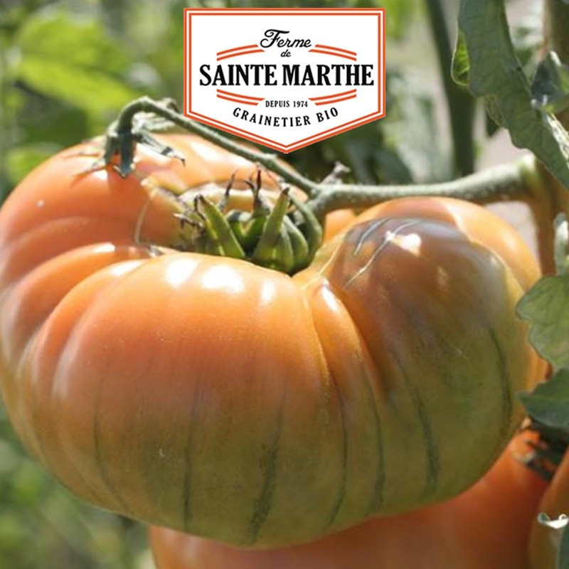 La ferme Sainte Marthe - 50 sementes Ananás de tomate