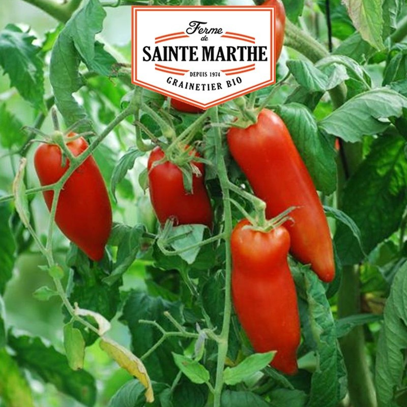 La ferme Sainte Marthe - 50 sementes de tomate com cornos andinos