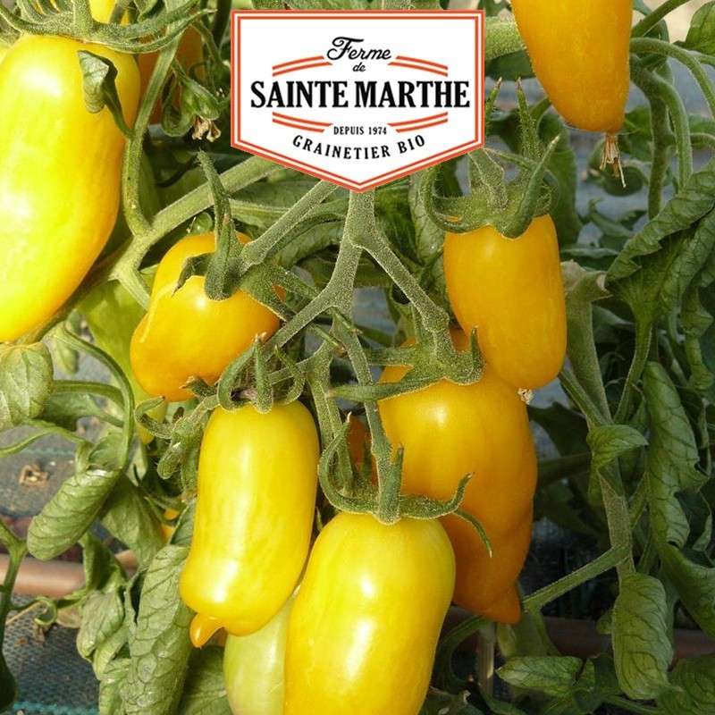  <x>La ferme Sainte Marthe</x> - 50 seeds Tomato Banana Legs