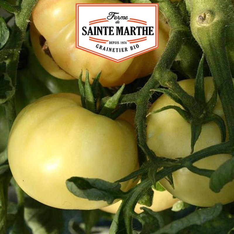 La ferme Sainte Marthe - 50 sementes de Tomate de Beleza Branca