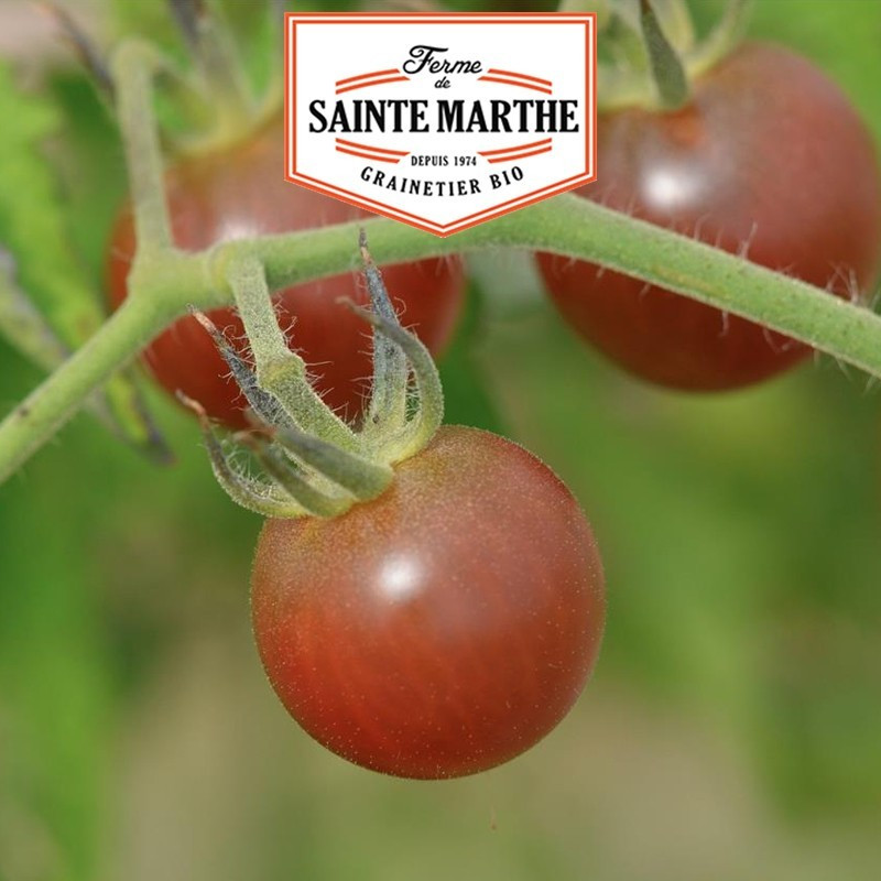  <x>La ferme Sainte Marthe</x> - 50 seeds Black Cherry Tomato