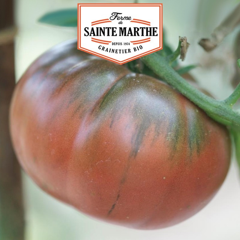  <x>La ferme Sainte Marthe</x> - 50 zaden Tomaat zwart van Tula