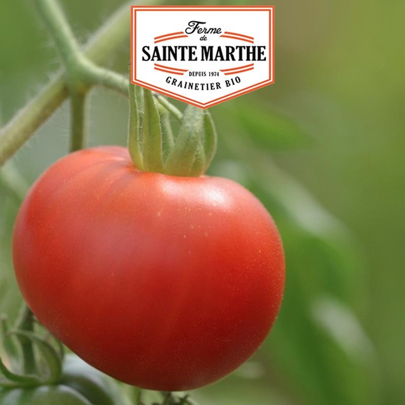 La ferme Sainte Marthe - 50 sementes Talho Sangrento de Tomate