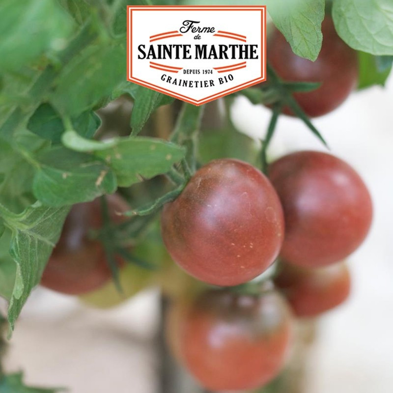  <x>La ferme Sainte Marthe</x> - 50 seeds Tomato Brown Berry