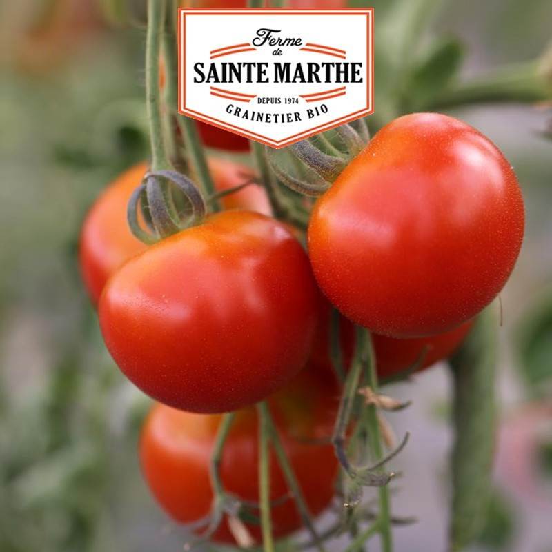 La ferme Sainte Marthe - 50 sementes de Tomate Cereja