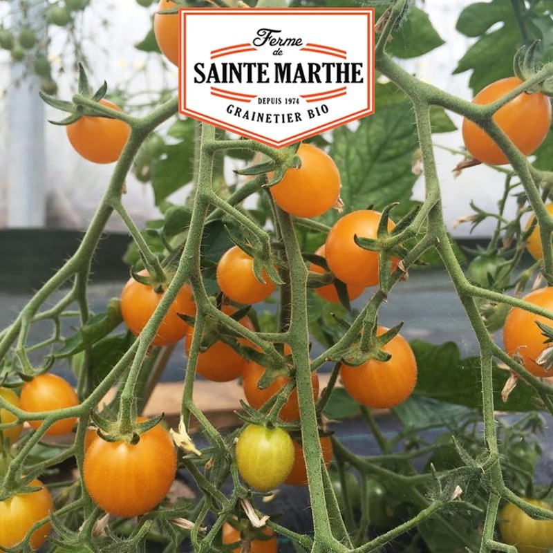 La ferme Sainte Marthe - 50 sementes de Cocktail de Tomate Clementina