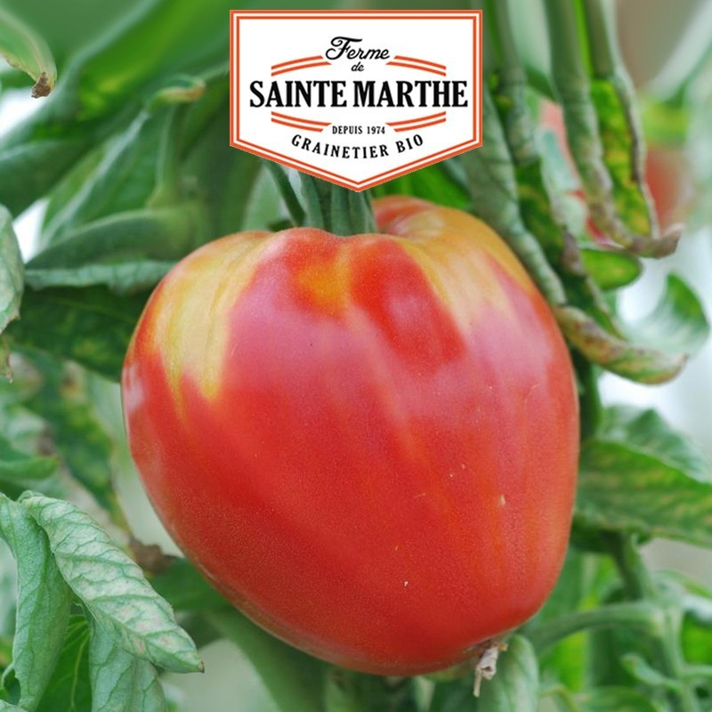 La ferme Sainte Marthe - 50 sementes Tomate coração de bife