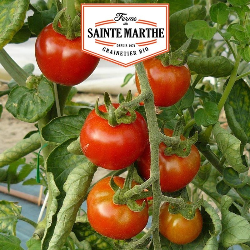 La ferme Sainte Marthe - 50 sementes Tomate Gardener's Delight