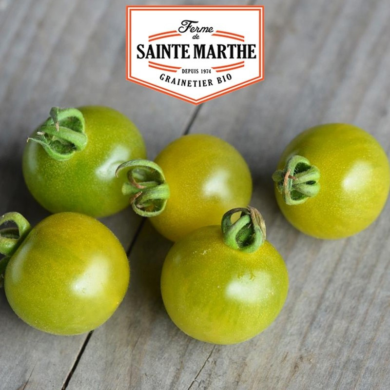  <x>La ferme Sainte Marthe</x> - 50 seeds Tomato Green Doctor's Frosted