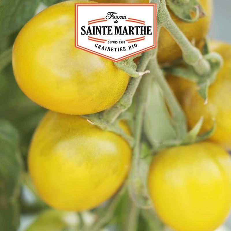 La ferme Sainte Marthe - 50 sementes de tomate de uva verde