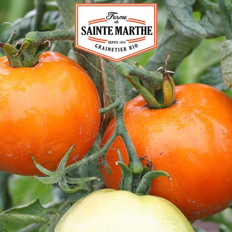 La ferme Sainte Marthe - 50 sementes Tomate la Carotina