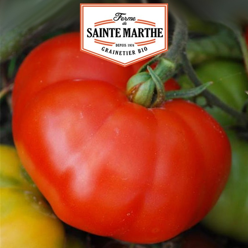 La ferme Sainte Marthe - 50 sementes Tomate Marmande