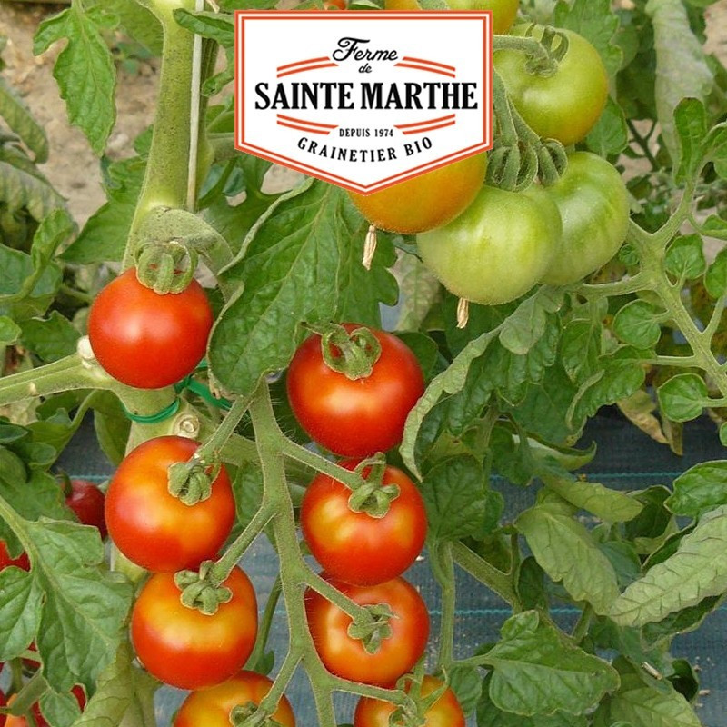  <x>La ferme Sainte Marthe</x> - 50 Samen Tomate Honig aus Mexiko