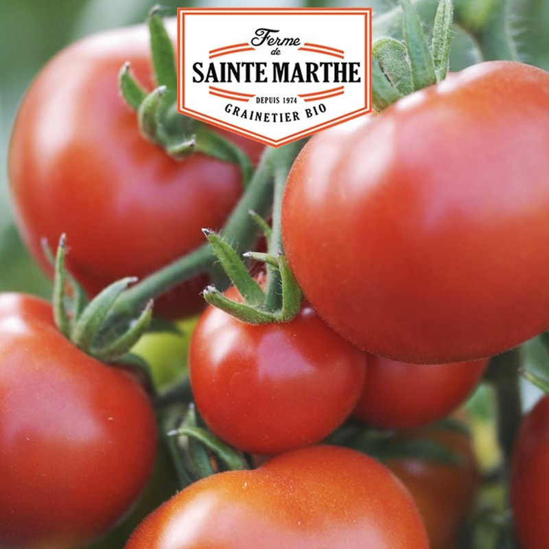  <x>La ferme Sainte Marthe</x> - 50 seeds Tomato Moneymaker