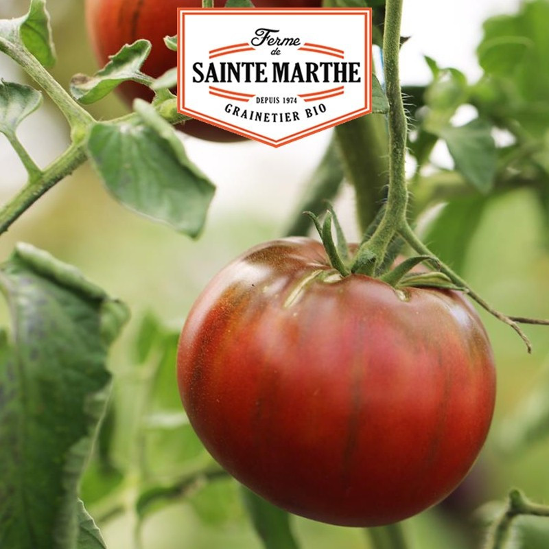  <x>La ferme Sainte Marthe</x> - 50 zaden Krim Zwarte Tomaat
