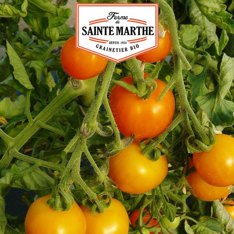  <x>La ferme Sainte Marthe</x> - 50 Samen Tomate Orange Bourgoin