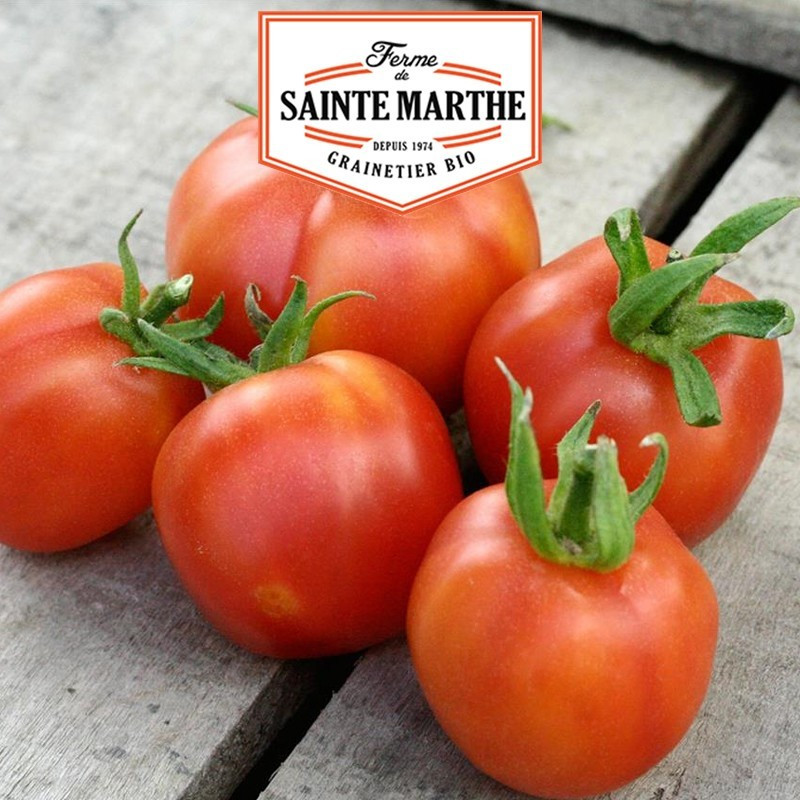  <x>La ferme Sainte Marthe</x> - 50 seeds Tomato Peach