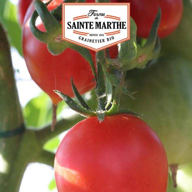  <x>La ferme Sainte Marthe</x> - 50 seeds Tomato Small Heart of Beef Tomato