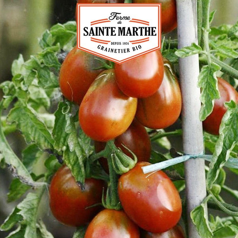 La ferme Sainte Marthe - 50 sementes de Ameixa Preta Tomate