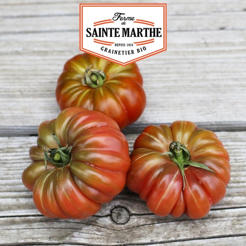  <x>La ferme Sainte Marthe</x> - 50 zaden Paarse kalebas tomaat