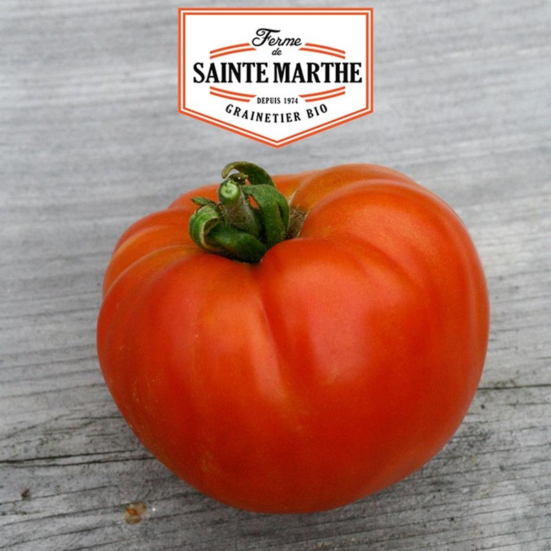  <x>La ferme Sainte Marthe</x> - 50 Samen Tomate Königin