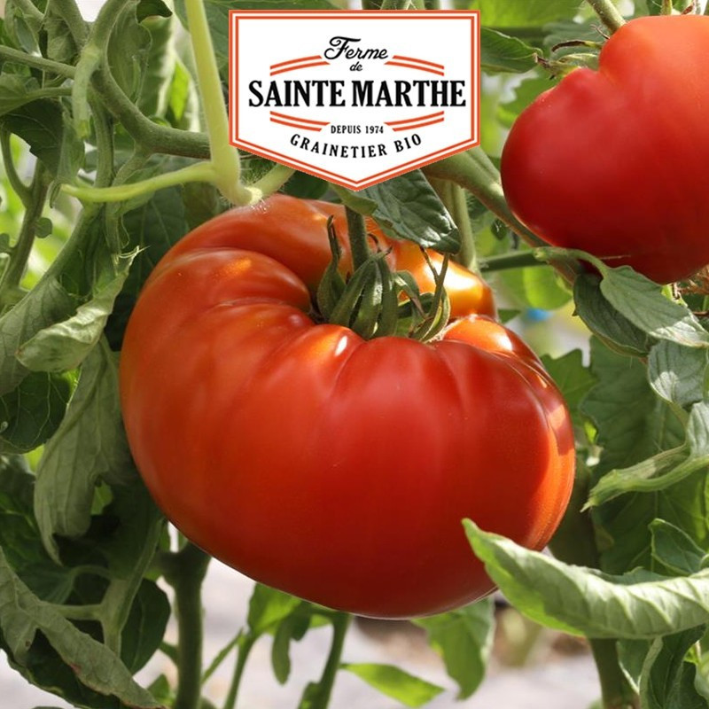 La ferme Sainte Marthe - 50 sementes de tomate russo