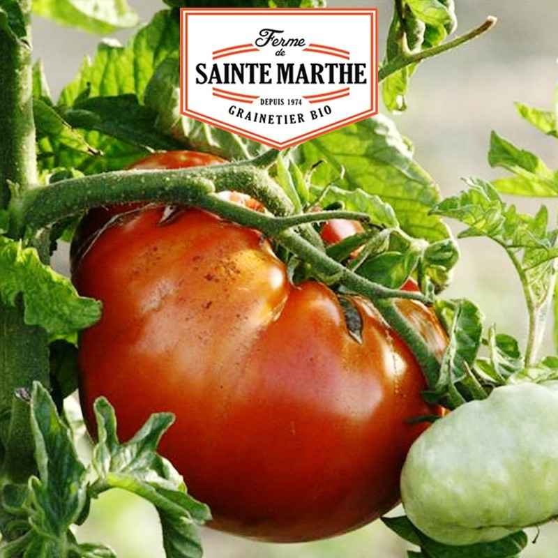 <x>La ferme Sainte Marthe</x> - 50 Samen Tomate St. Lucia