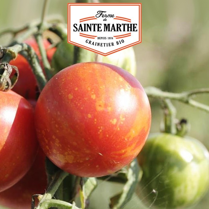 La ferme Sainte Marthe - 50 graines Tomate Tigrella Bicolore