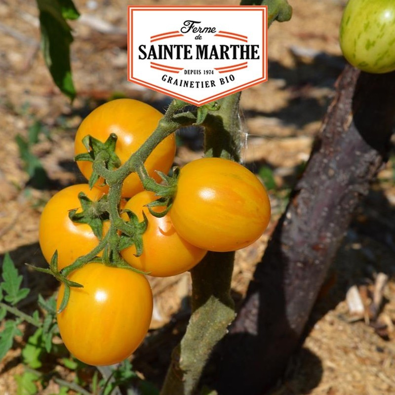 La ferme Sainte Marthe - 50 sementes Tomate Topázio