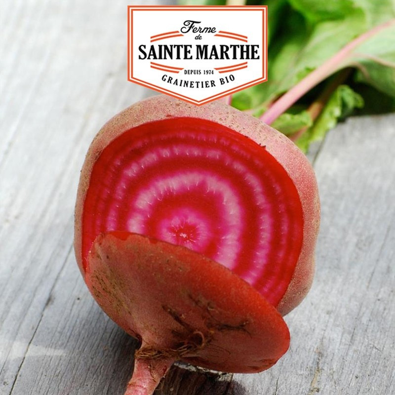  <x>La ferme Sainte Marthe</x> - 150 seeds Chioggia beetroot