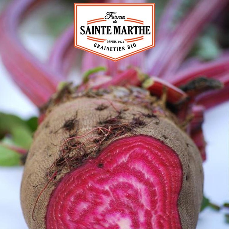  <x>La ferme Sainte Marthe</x> - 150 seeds Beetroot Crapaudine