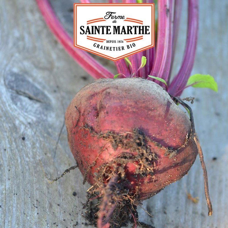 <x>La ferme Sainte Marthe</x> - 150 seeds Detroit Beet Enhanced 2