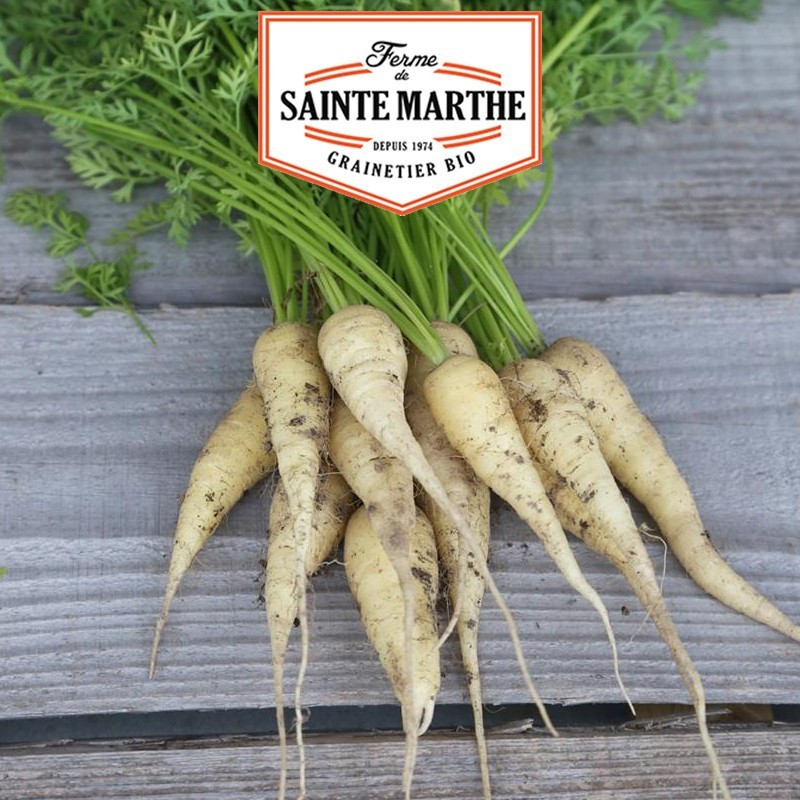  <x>La ferme Sainte Marthe</x> - 1 500 Samen Kuttingens weiße Karotte