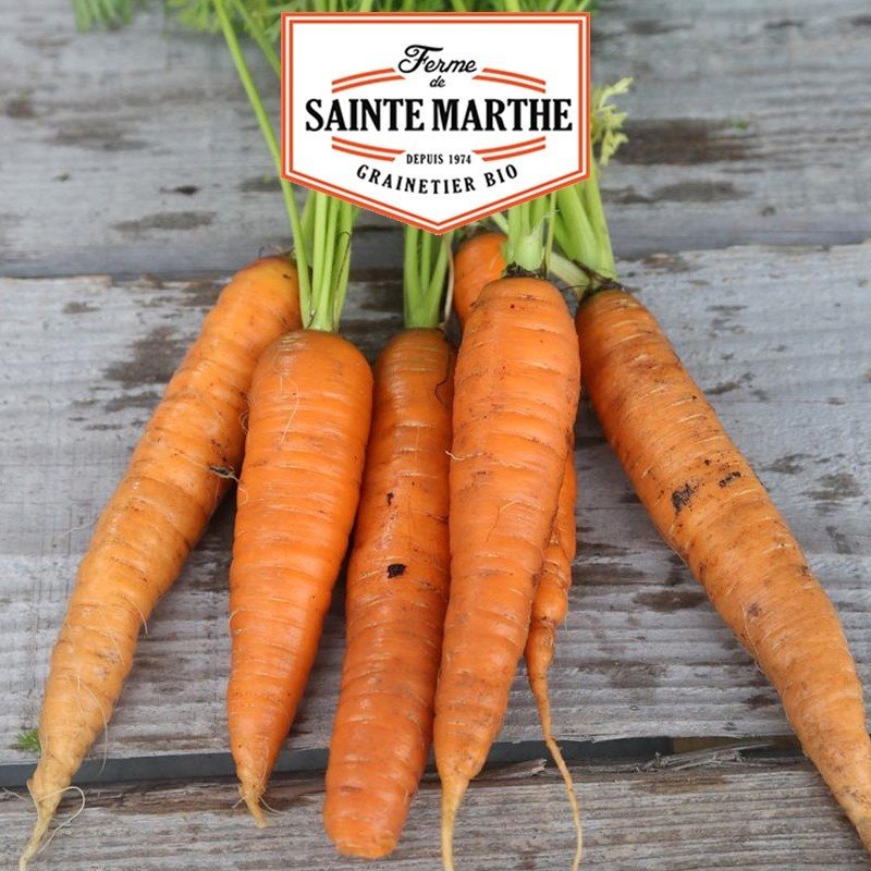 La ferme Sainte Marthe - 1 500 sementes Carrot de Colmar à Coeur Rouge 2