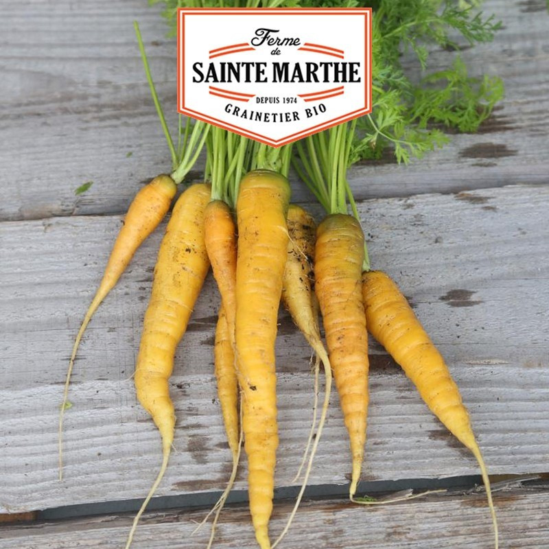  <x>La ferme Sainte Marthe</x> - 1.500 zaden Gele wortel uit Doubs