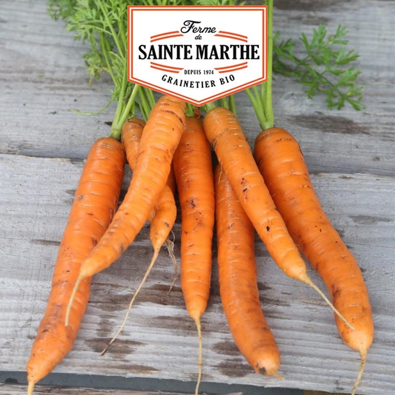  <x>La ferme Sainte Marthe</x> - 1,500 seeds Carrot Nantaise 2