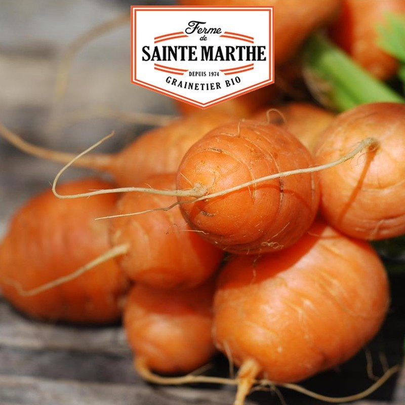  <x>La ferme Sainte Marthe</x> - 1 500 Samen Karotte Parijse Markt 3 (Pariser Markt)