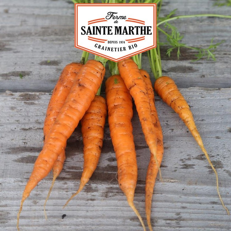 La ferme Sainte Marthe - 1 500 sementes Cenoura Rothild